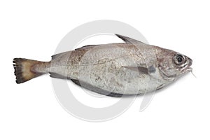 Single fresh pout whiting photo