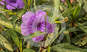 Single of fresh purple ruellias flower