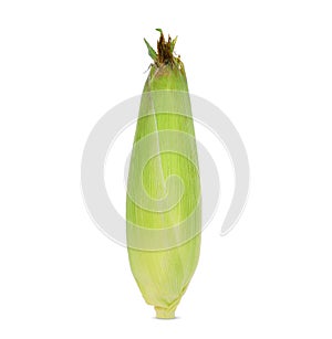 Single fresh raw corn cob isolated on white