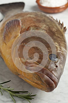 Single fresh raw dusky grouper photo