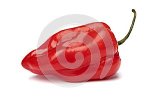 Single fresh raw red Adjuma pepper close up on white background