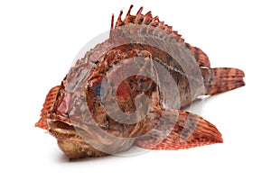 Fresh raw red scorpionfish photo