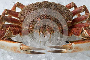 Single fresh raw spider crab on ice