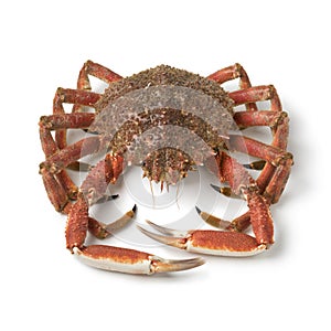 Single fresh raw spider crab