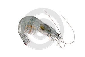 Single fresh shrimp isolated white background, top view