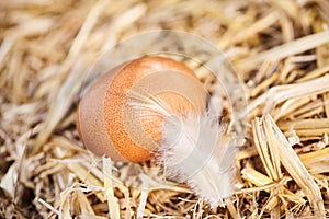 Single fresh speckled brown hens egg and feather