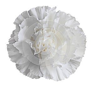 White Carnation Flower