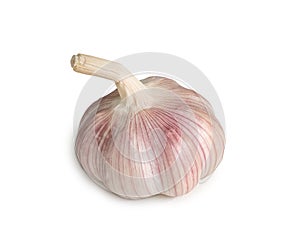 Single fresh white garlic bulb isolated on white background with clipping path, Thai herb is great for healing several severe photo