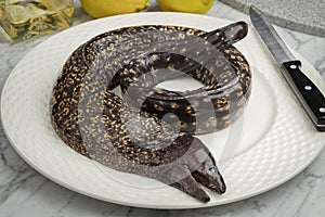 Single fresh whole raw Moray eel,  Muraenidae, on a plate close up