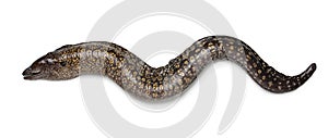 Single fresh whole raw Moray eel,  Muraenidae, on white background photo