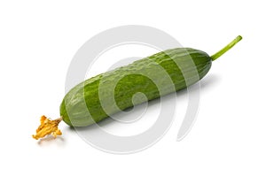 Single fresh young homegrown green small cucumber with flower close up on white background