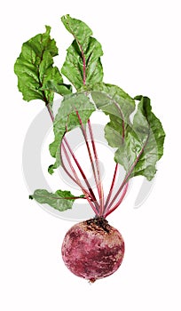 Single, isolated beetroot vegetables with leaves
