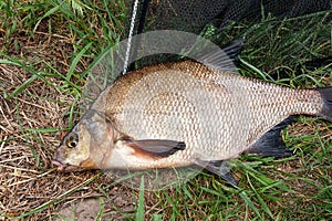 Single freshwater fish common bream on black fishing net.