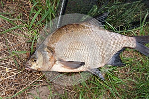 Single freshwater fish common bream on black fishing net.