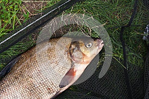 Single freshwater fish common bream on black fishing net.