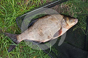 Single freshwater fish common bream on black fishing net.