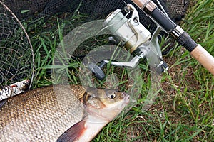Single freshwater fish common bream and fishing rod with reel on