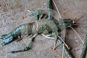 single freshwater prawn laying on ground