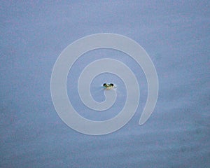 Single Frog on blue lake in summer Days
