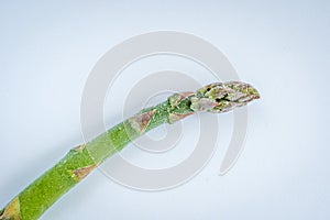 Single frozen asparagus stem on white background closeup