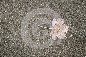 Single frozen maple leaf on a road