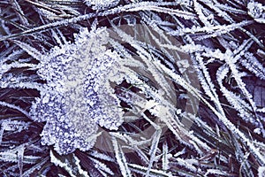 Single frozen oak leaf on grass covered with hoarfrost