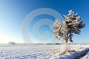 Single frozen pine next to meadow covered by snow