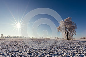 Single frozen tree in alone on the field with sun in background