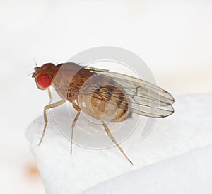 Single fruit fly (drosophila melanogaster) on a kitchen paper towel.