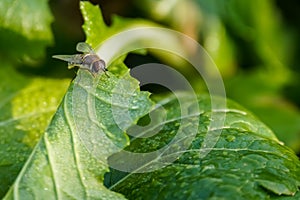 Single fruit fly on green leaf