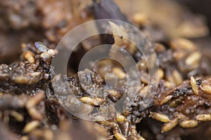 Single fruit fly on the wild nature