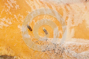 Single fruit fly on the wild nature