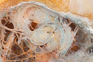 Single fruit fly on the wild nature