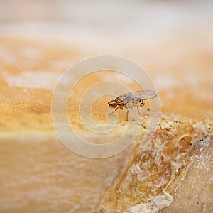 Single fruit fly on the wild nature