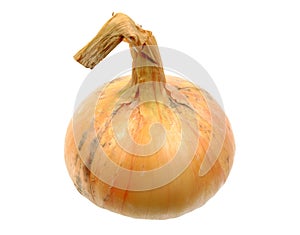 Single full orange onion