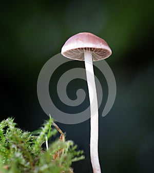 Single Fungi