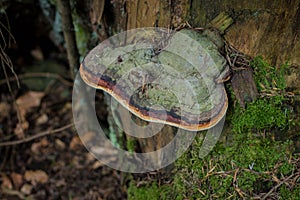 Single fungus red belted conk - latin name Fomitopsis pinicola