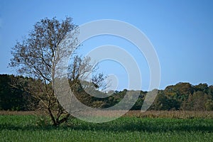 Single furred tree on a reed meadow