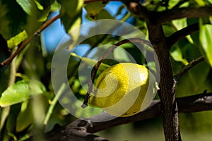 Single Garey`s Eureka lemon on a branch