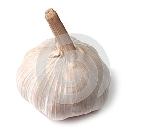 Single garlic bulb on white