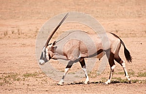 Single Gemsbok (Oryx Gazella) photo