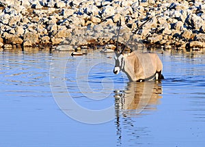 A single Gemsbok Oryx stands in a waterhole trying to keep cool in the African sun, Etosha National Park