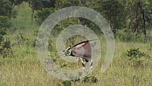 A Single Gemsbok Standing In The Grassland And Waving Its Tail In El Karama Lodge Kenya.-