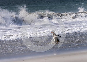 Single Gentoo penguin on Falklands walking in surf of ocean