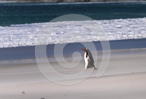 Single Gentoo penguin on Falklands walking to ocean