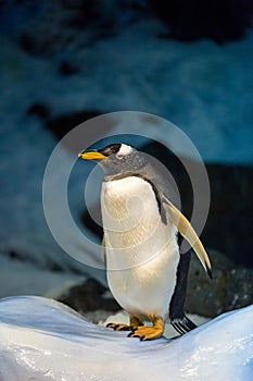 Single Gentoo Penguin standing on Ice and Snow in fornt of Stones and Ice