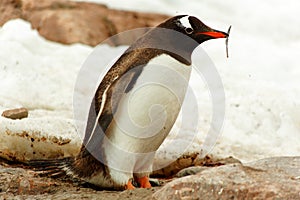 Single Gentoo penguine, Antarctica