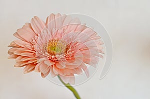 Single Gerbera daisy flower close up