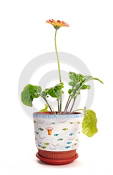 single gerbera flower over white