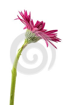 Single gerbera flower pink isolated on white background